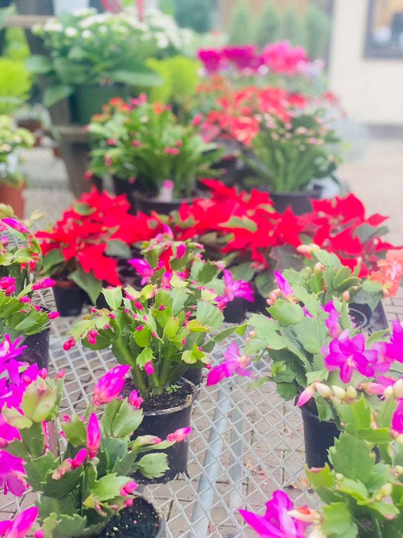 Christmas Cactus
