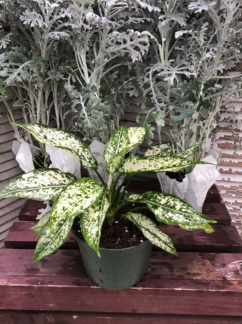 Aglaonema, 'Osaka'