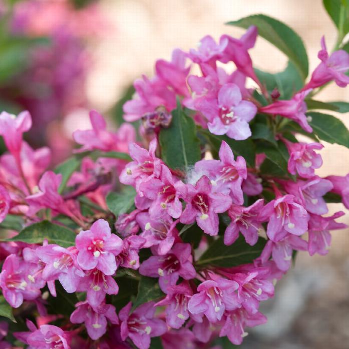 Weigela f. Sonic Bloom® Pink