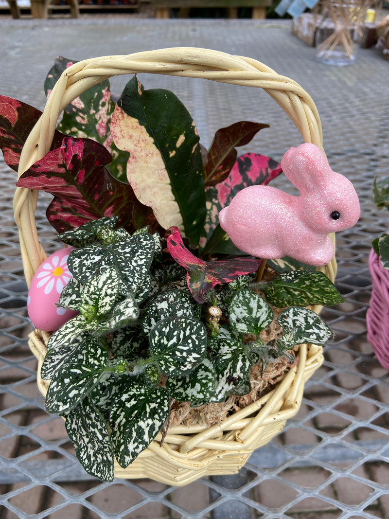 Planted Easter Baskets