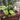 Pothos 'Golden'