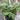 Swedish Ivy, Variegated