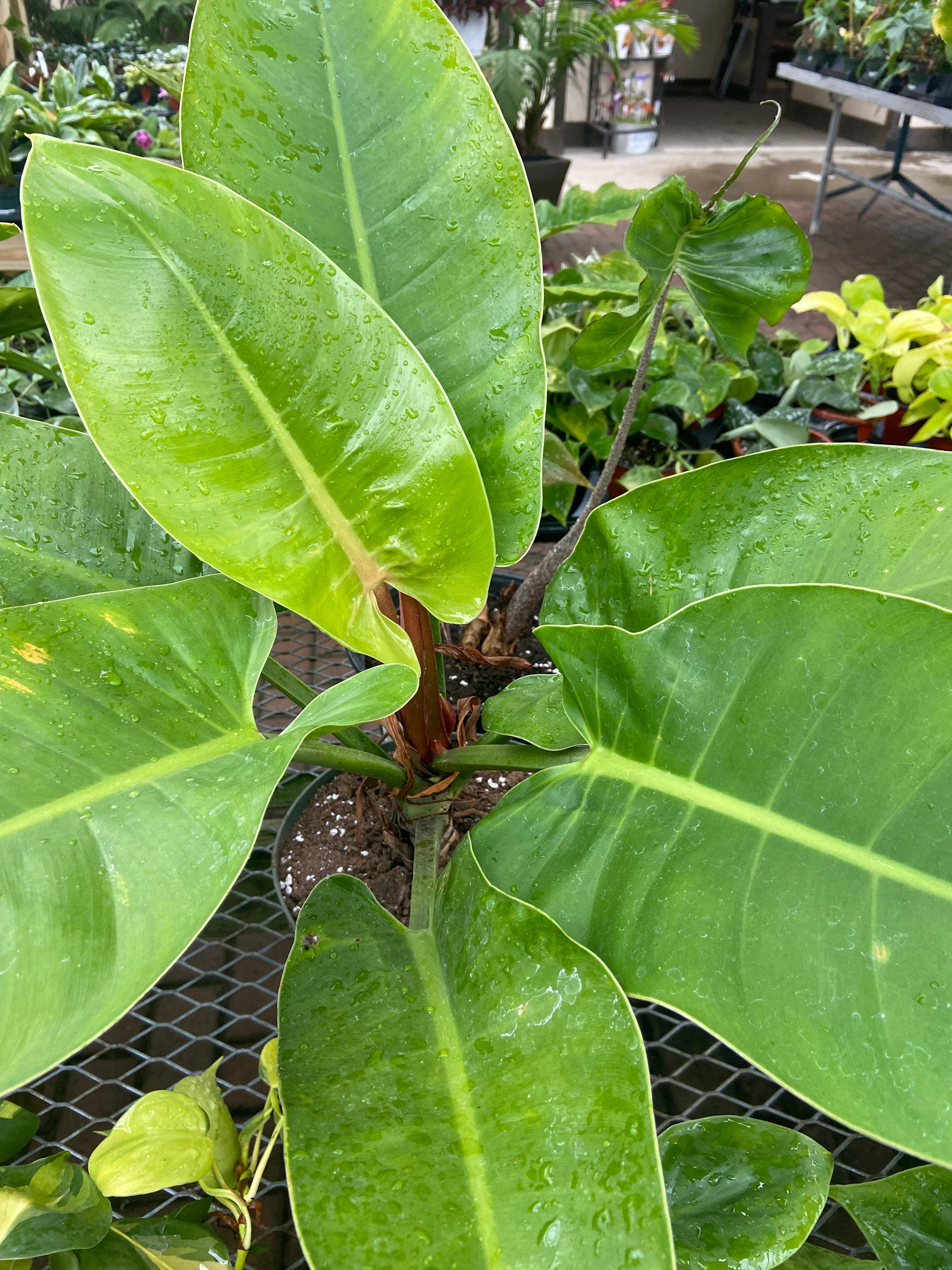 6” Green Congo Philodendron