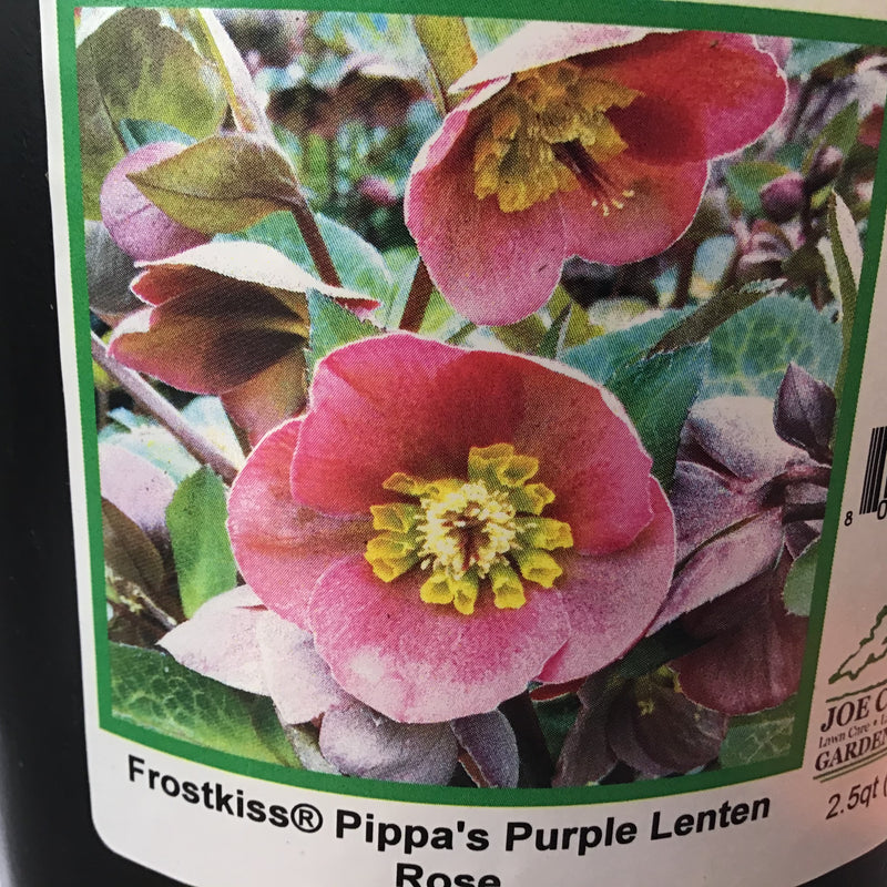 Helleborus Frostkiss® Pippa’s Purple (Lenten Rose)