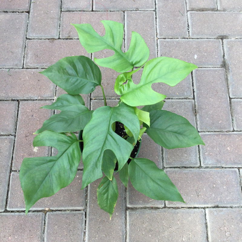 Philodendron, 'Ginny' Rhaphidophora Tetrasperma