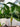 Spathiphyllum, Peace Lily
