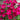 Dianthus Kahori® Scarlet