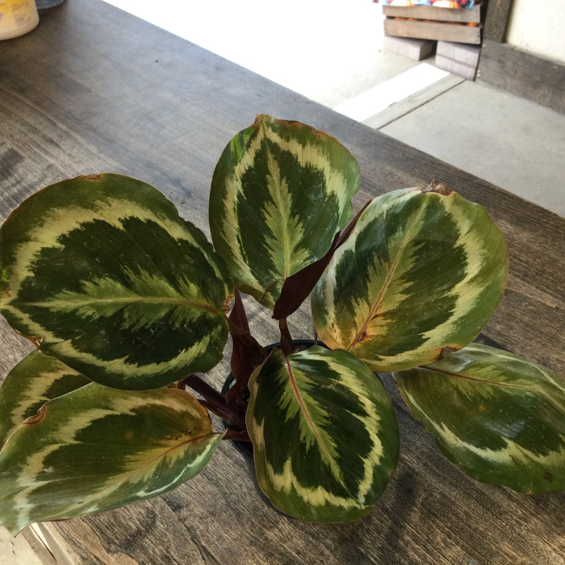 Calathea 'Medallion'