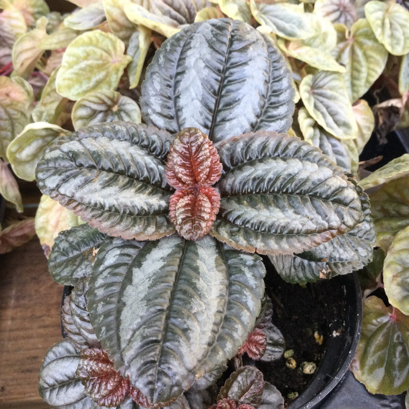 Pilea 'Norfolk'