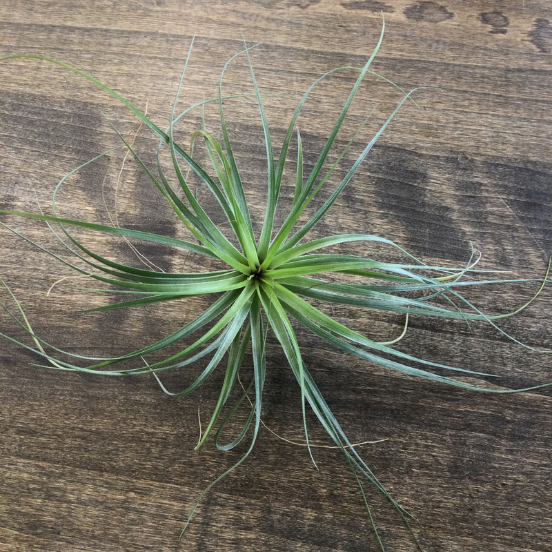 Air Plant