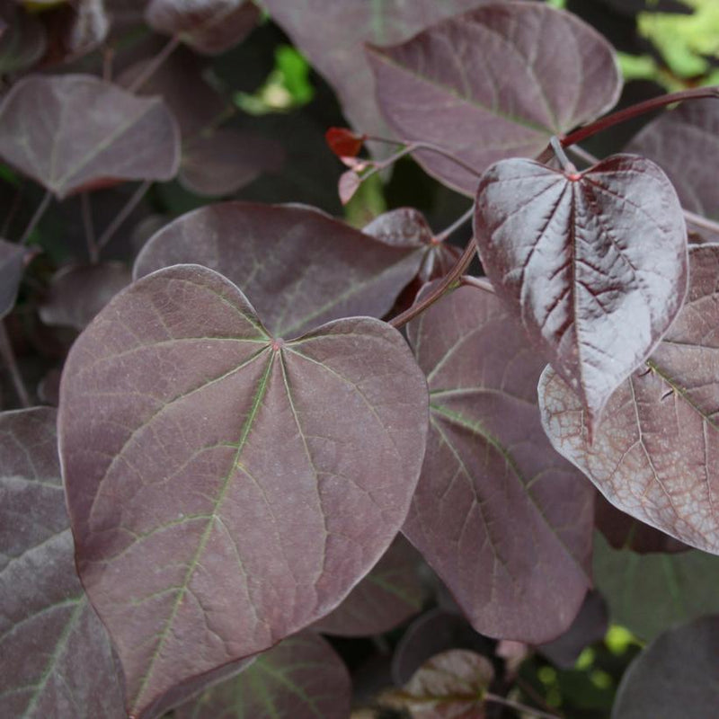 Cercis canadensis ‘Burgundy Hearts’ 15 gallon