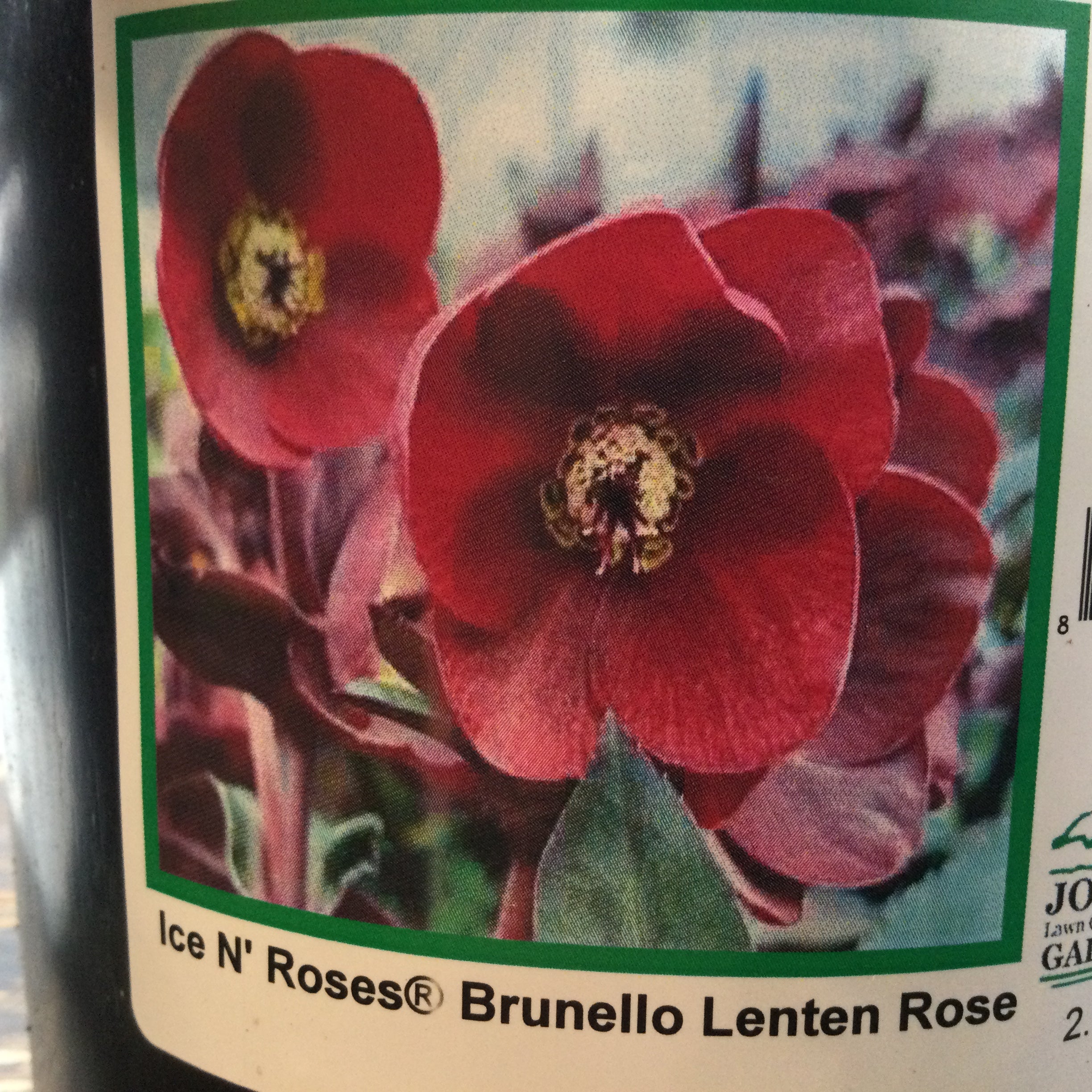 Helleborus ‘Ice N' Roses® Brunello’ HGC Series (Lenten Rose)
