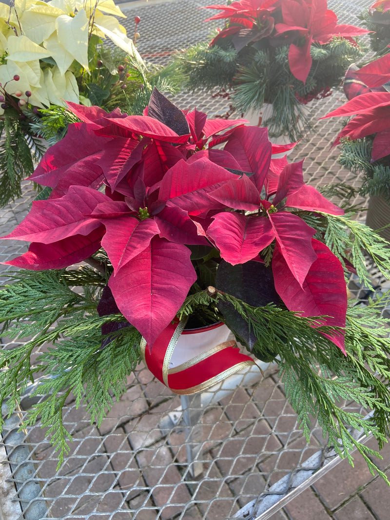Winter Poinsettia Arrangement