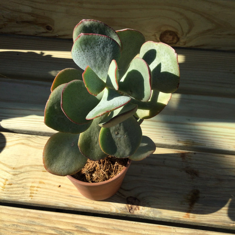 Jade, Silver Dollar