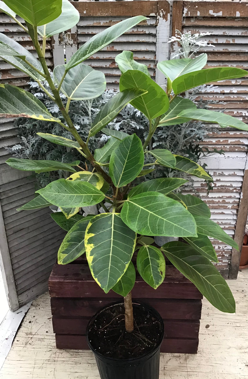 Ficus, Altissima