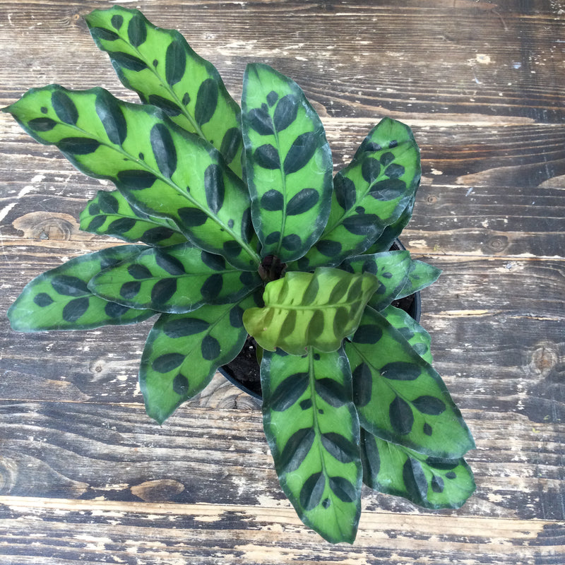 Calathea,  Lancifolia (Rattlesnake)