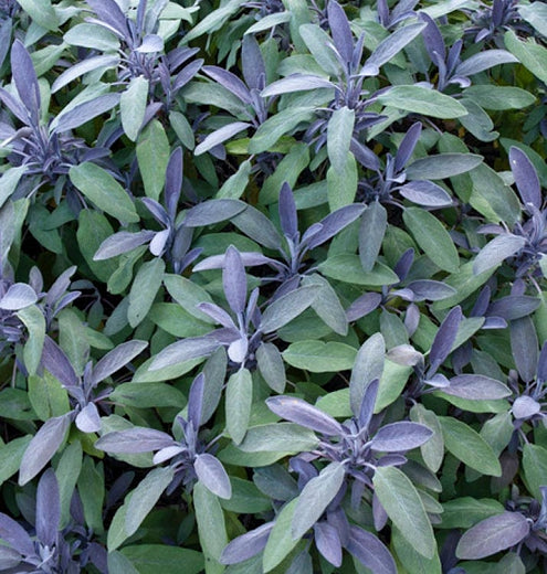 Herb