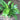 Spathiphyllum, Peace Lily