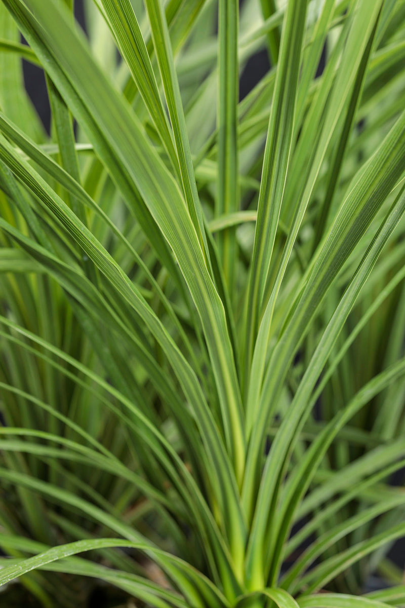 Dracaena Spike
