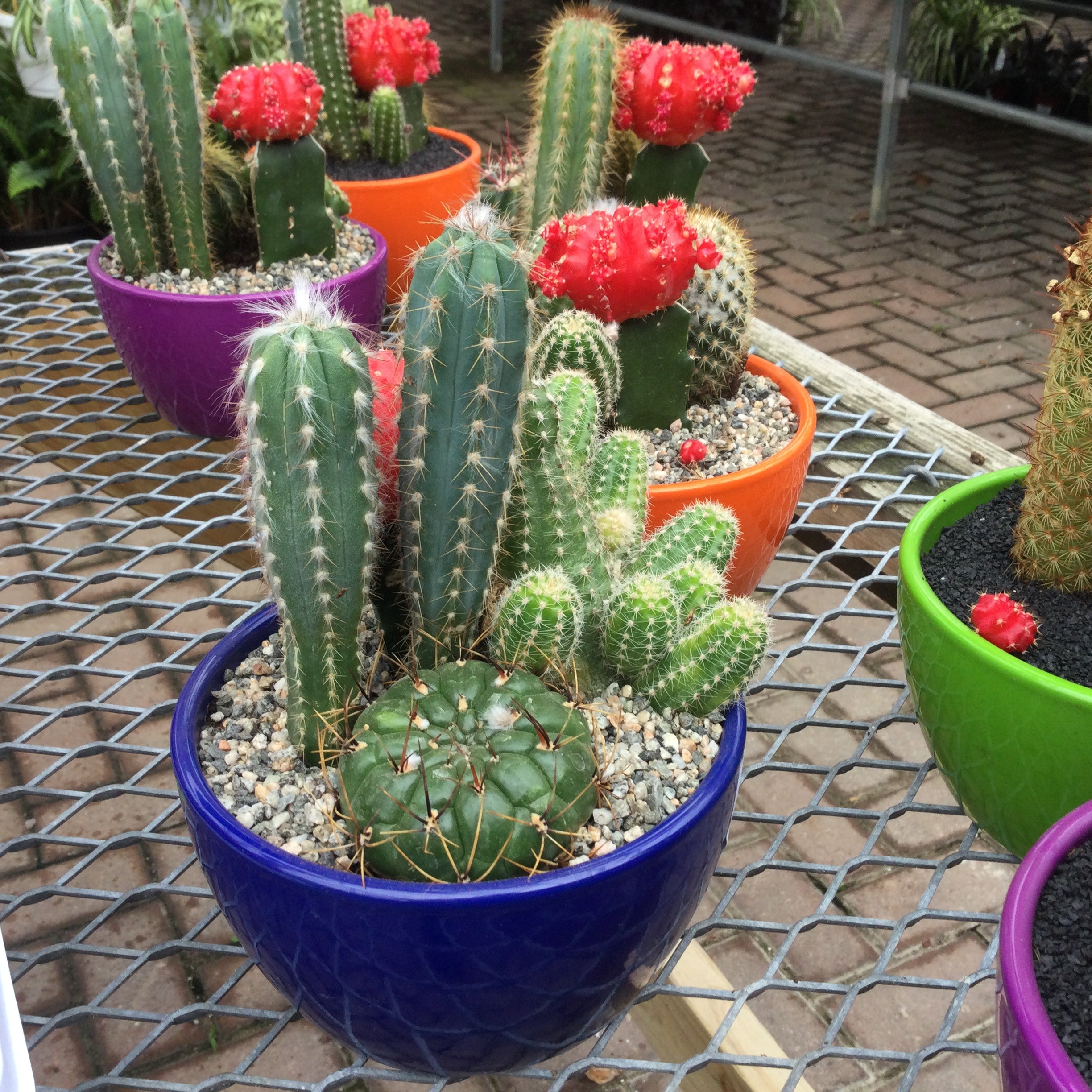 Cactus/Succulent Ceramic Garden