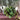 Philodendron Cordatum ‘Heart leaf’