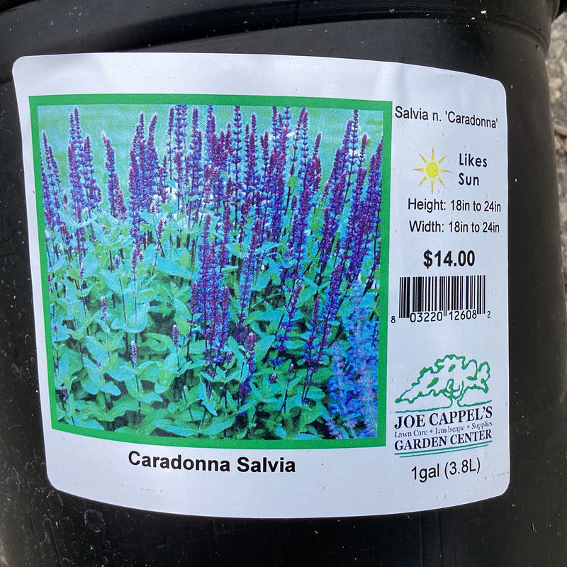 Salvia n. 'Caradonna'