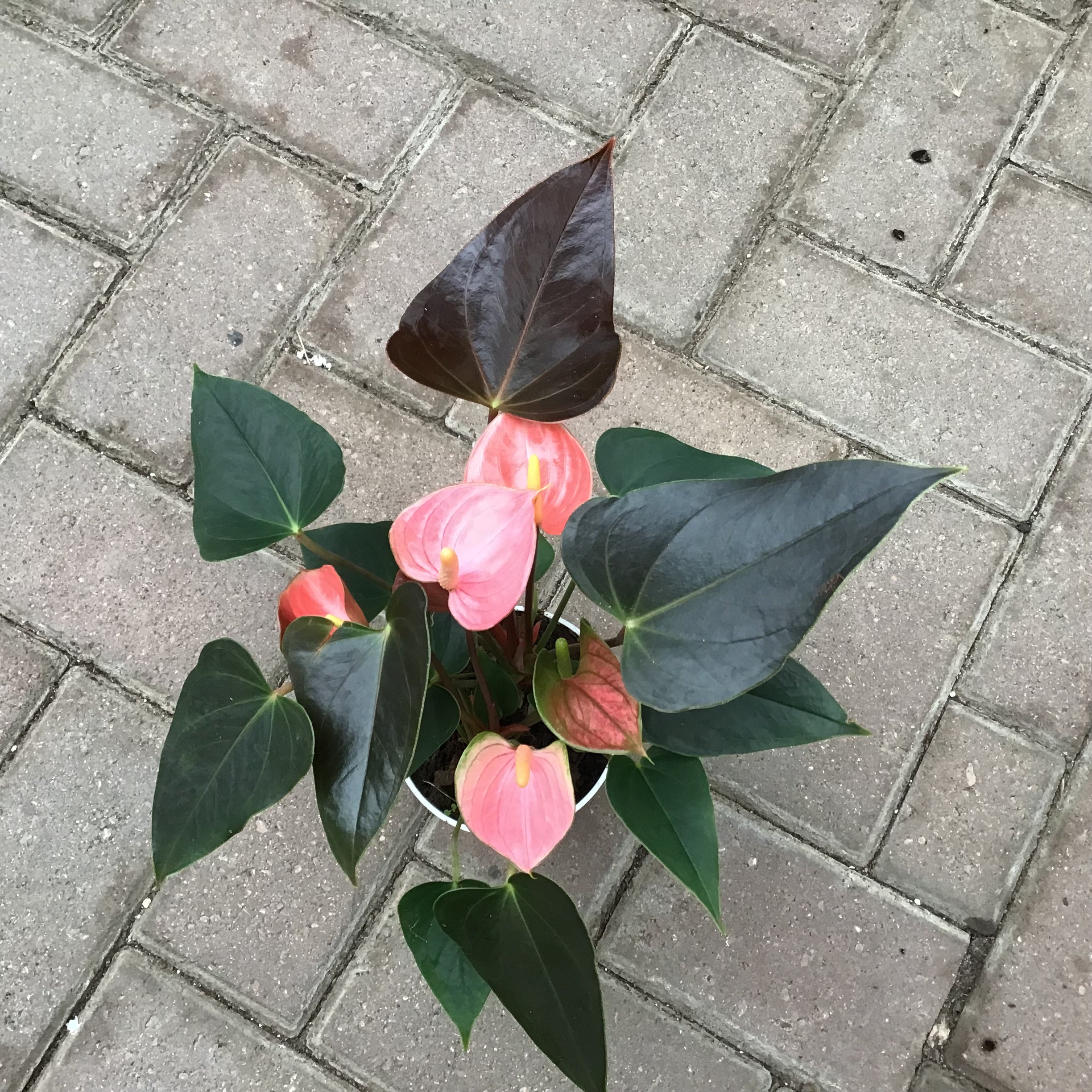anthurium plant price Anthurium – Joe Cappel's Garden Center