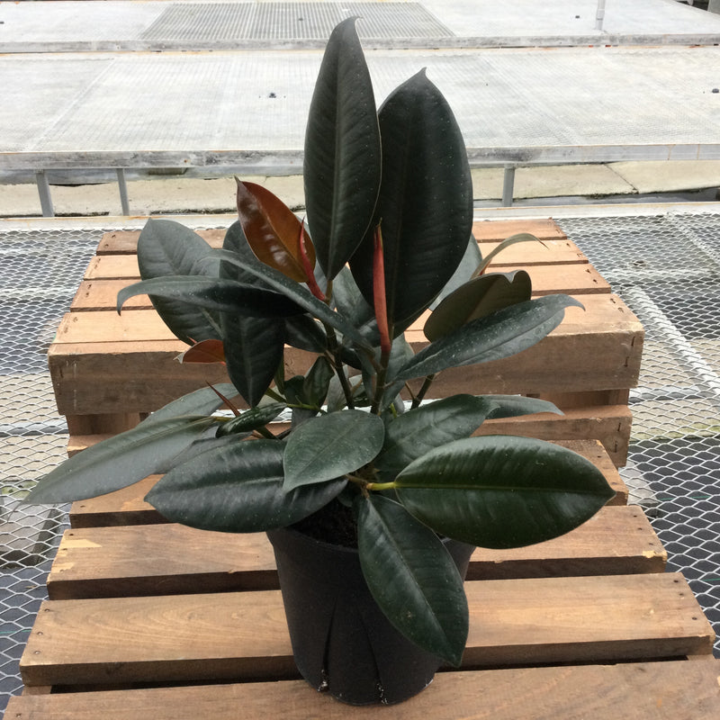 Ficus Elastica, Rubber Tree Plant