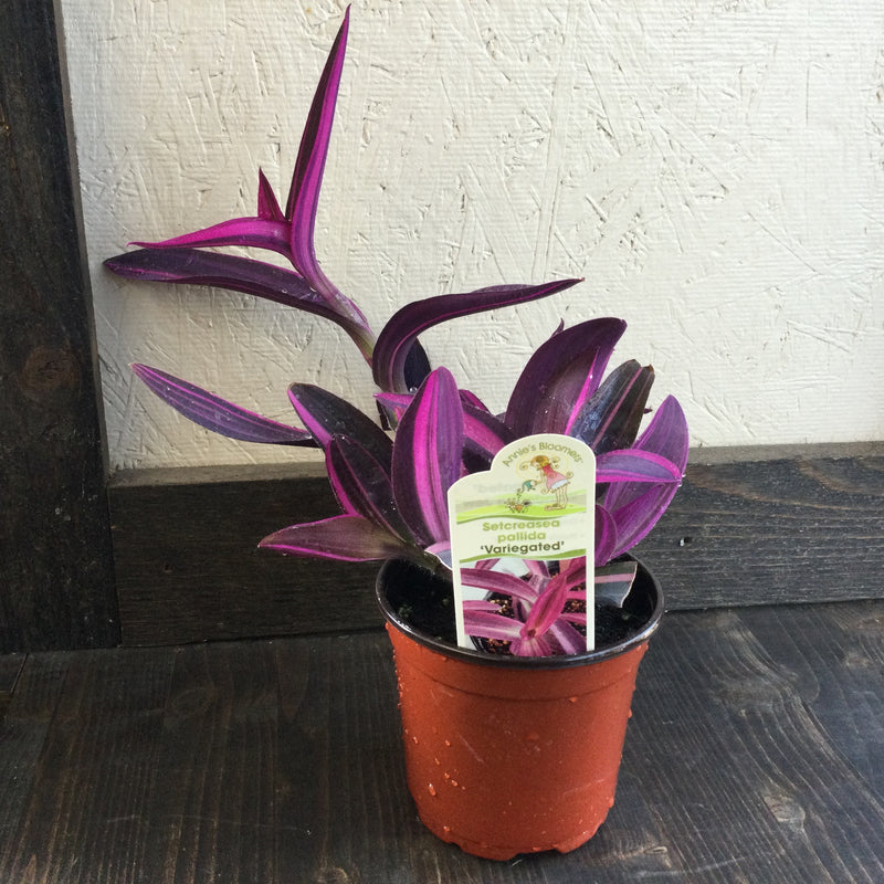 Setcreasea pallida ‘Variegated’ Tradescantia