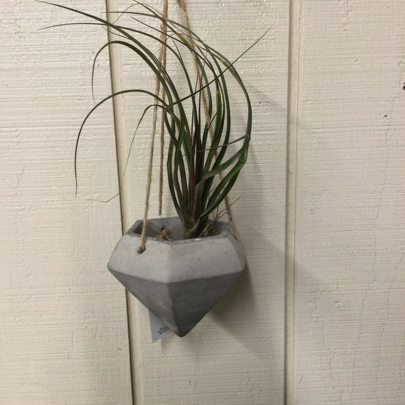 Air Plant