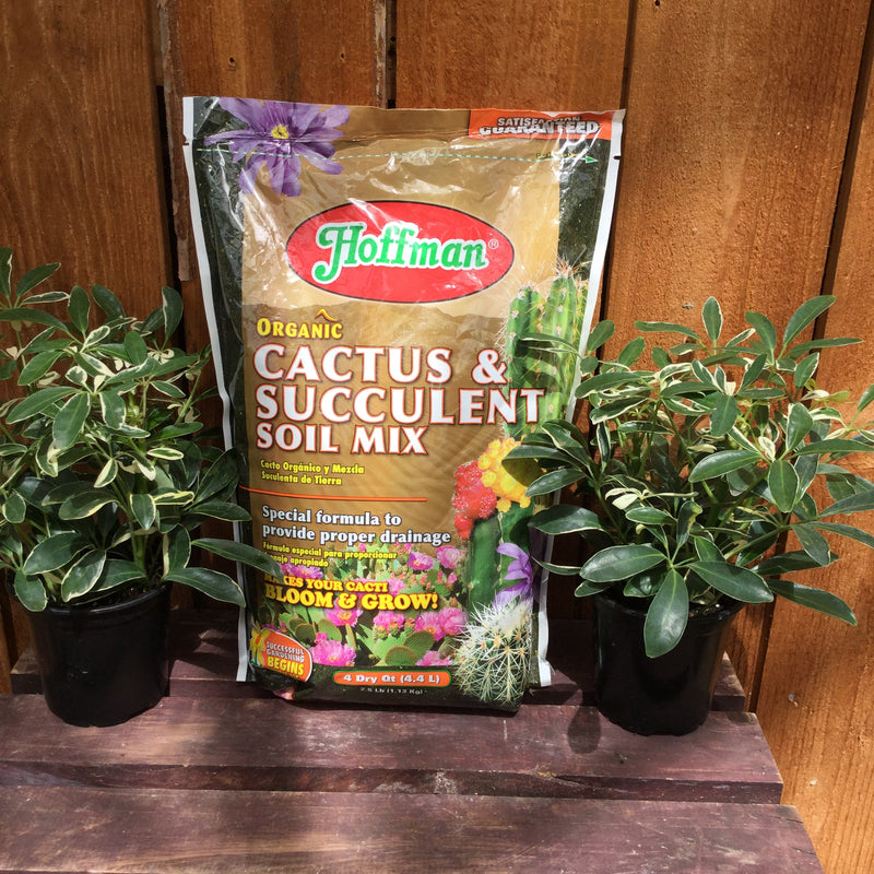 Organic Cactus and Succulent Soil