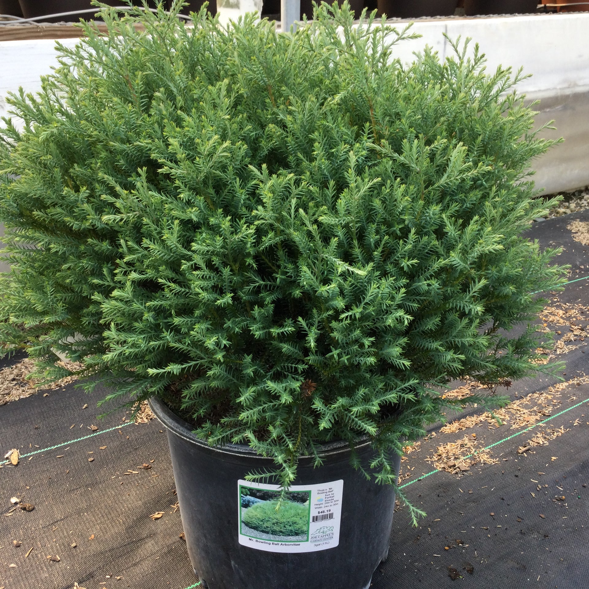 Thuja o.'Mr. Bowling Ball' – Joe Cappel's Garden Center
