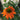 Echinacea Sombrero® Adobe Orange