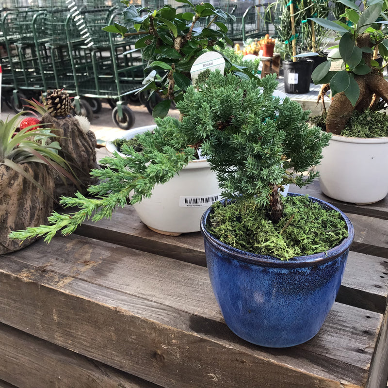 4” Bonsai Mini Harmony