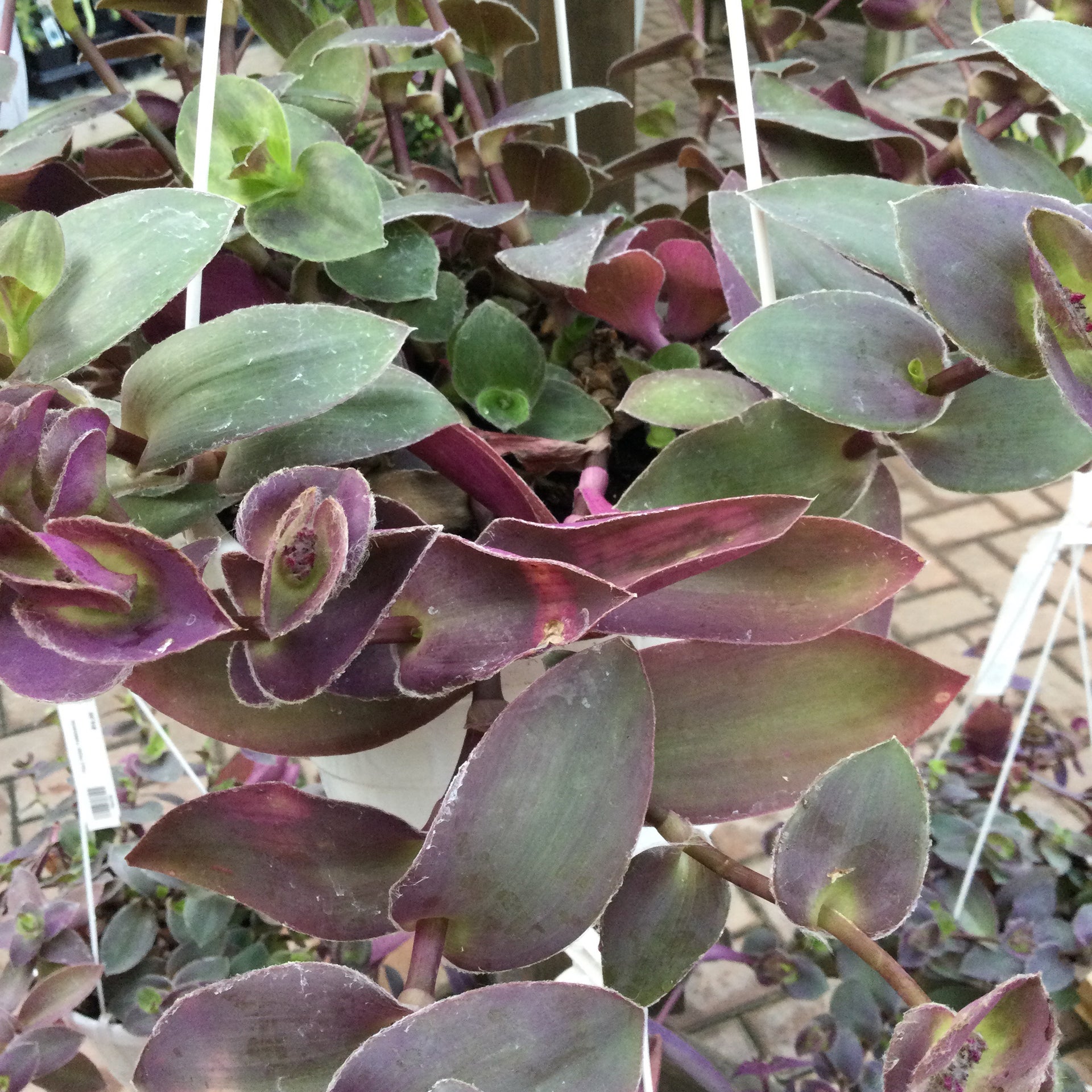 purple fuzzy succulent Tradescantia, Fuzzy Purple – Joe Cappel's Garden Center