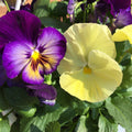 Pansy,  Matrix