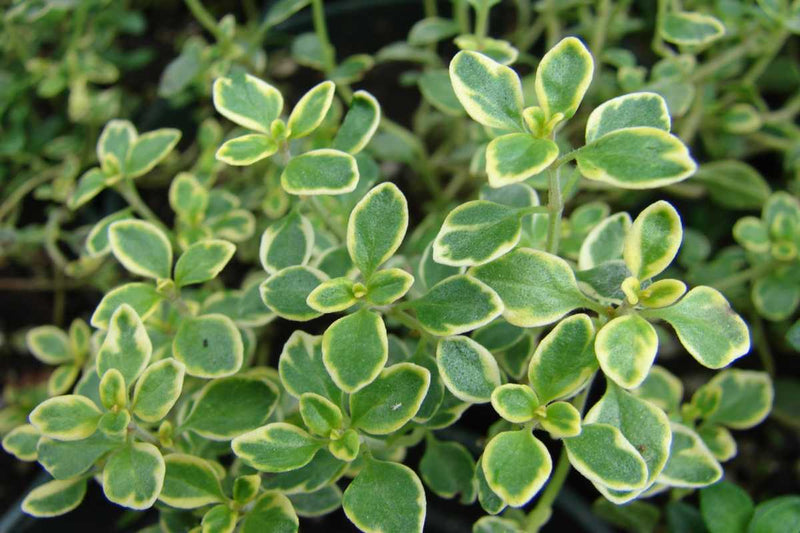 Herb