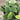 Scindapsus Pictus, Silver Satin Pothos