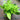 Pothos, Neon
