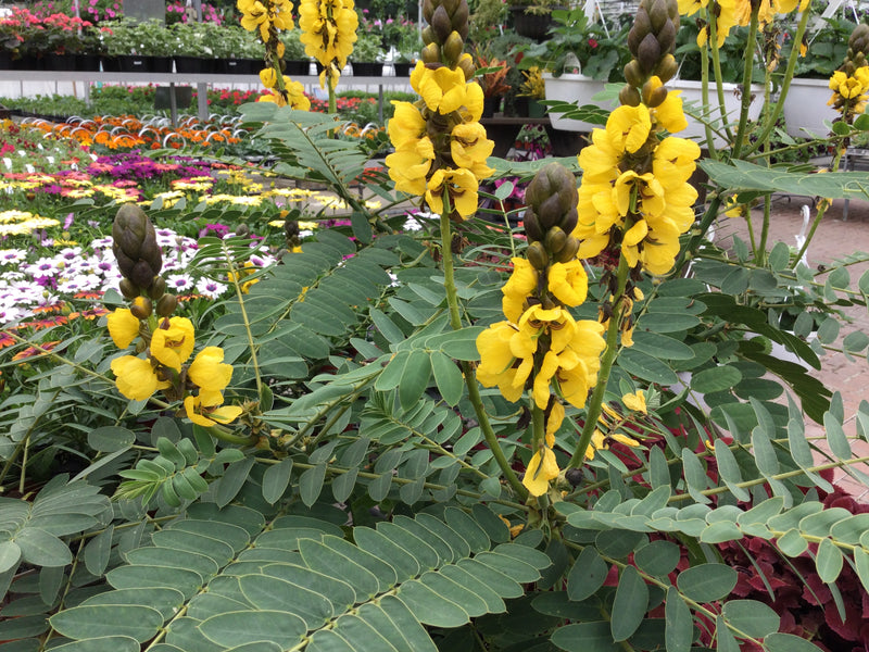Cassia Popcorn Plant