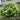 Hydrangea p. 'Limelight'