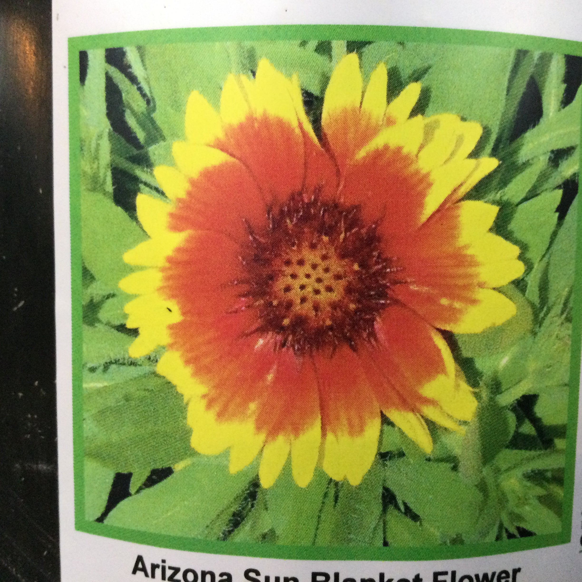 Gaillardia 'Arizona Sun'