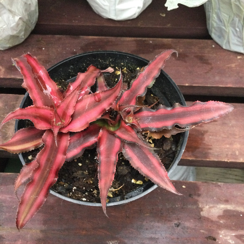 Cryptanthus Bivittatus 'Pink Star'