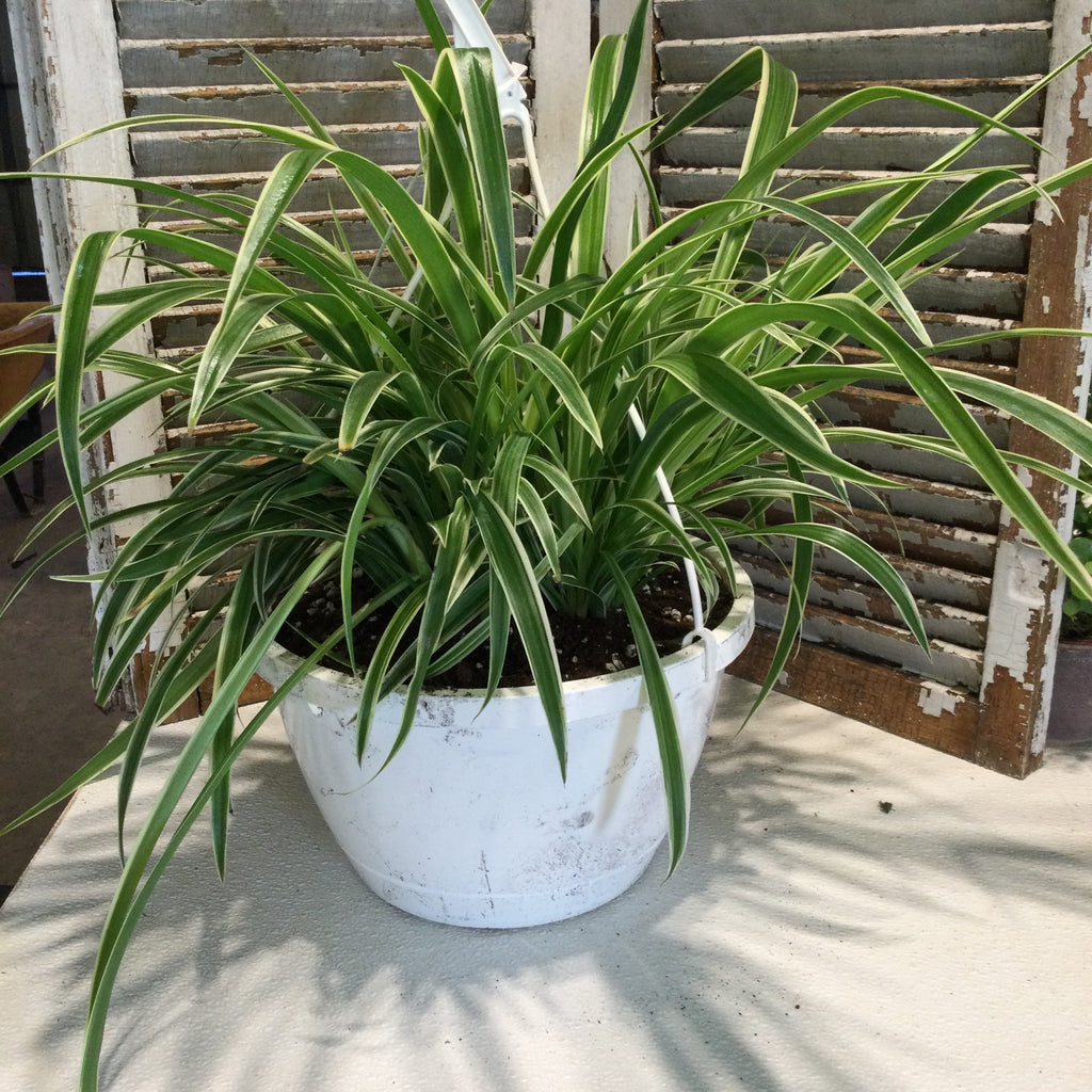 Reverse Variegated Spider Plant