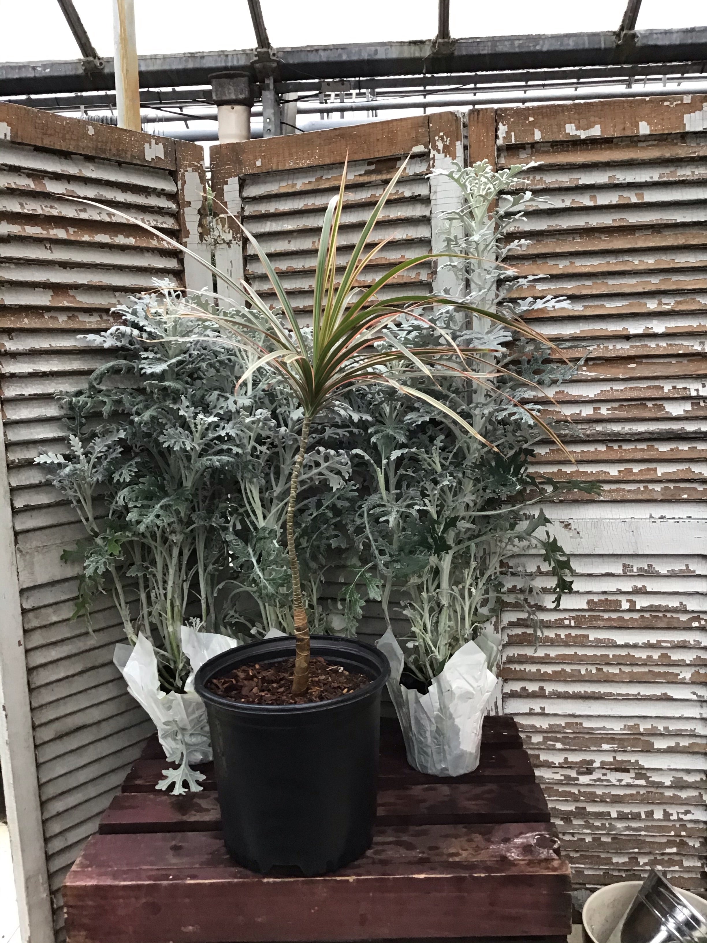 Dracaena Cordyline