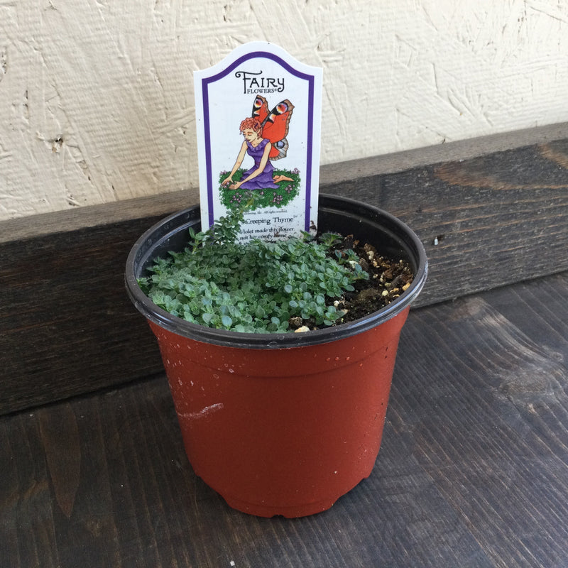 Violet’s Creeping Thyme 4”