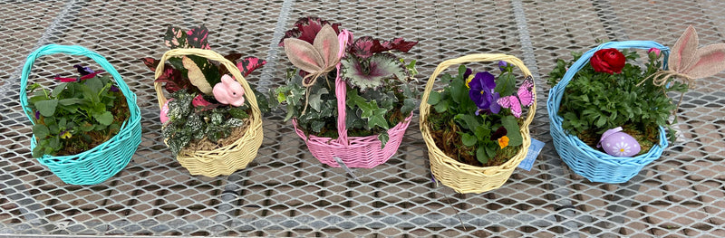 Planted Easter Baskets