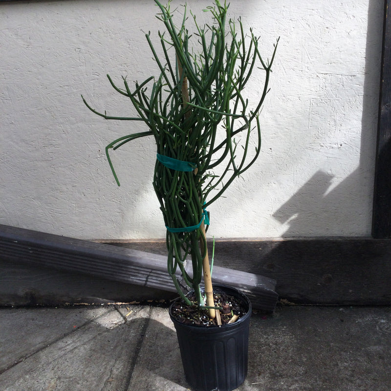 Pencil Cactus