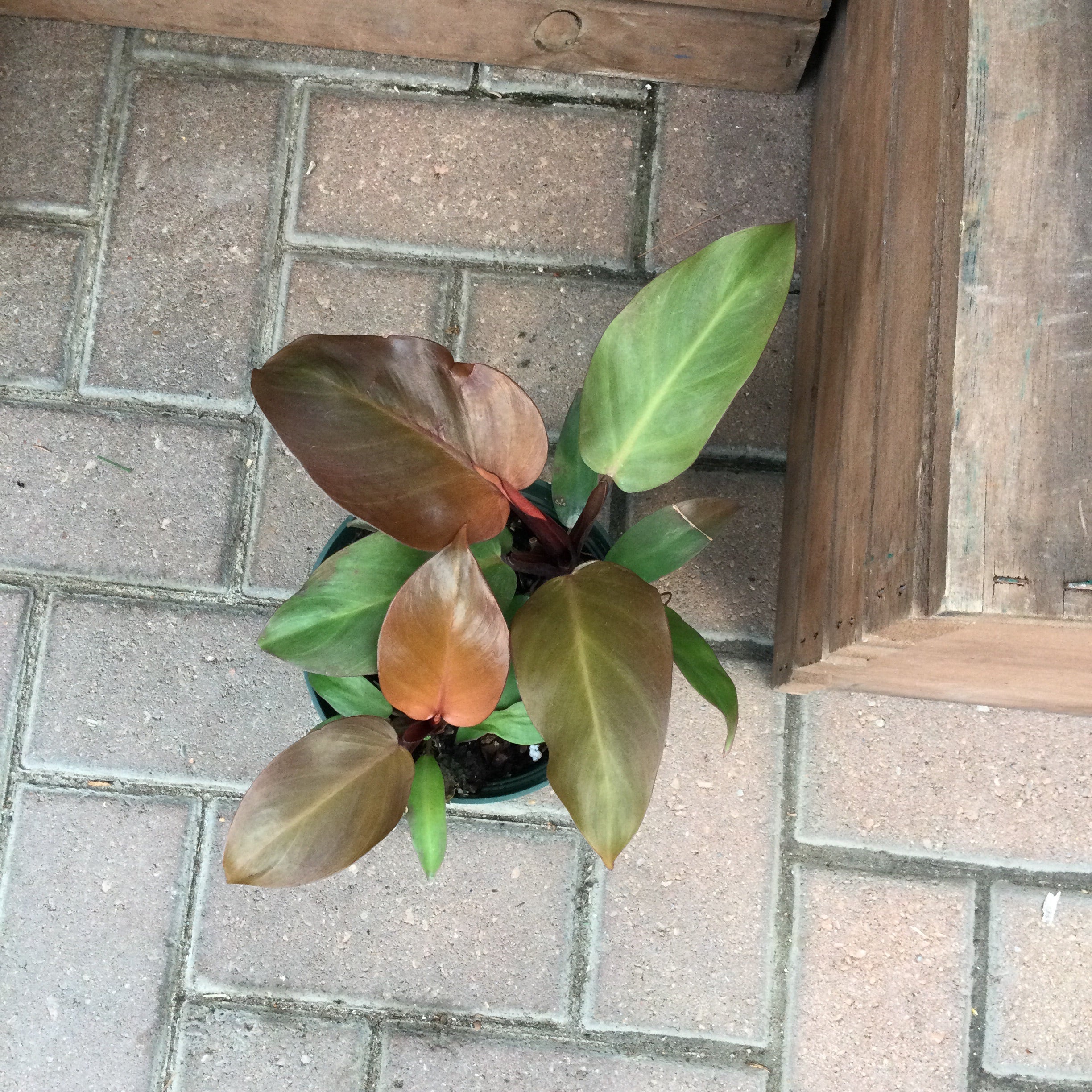 6” Imperial Red Philodendron