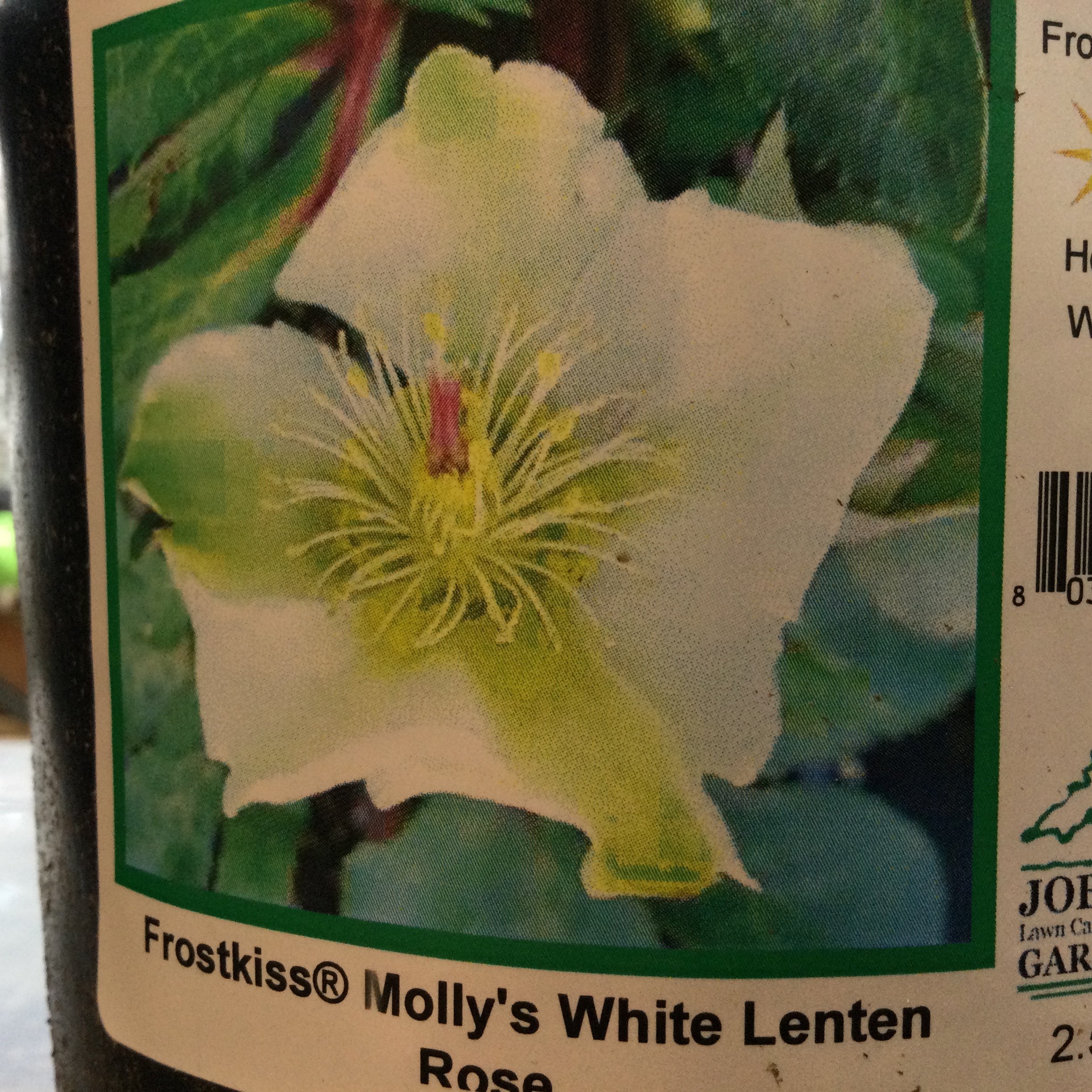 Helleborus Frostkiss® ‘Molly's White’ (Lenten Rose)